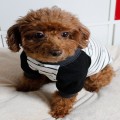 DOG RAGLAN ������ ���۷� ���� �ٿ�ε�