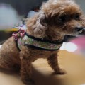 ������ �ϳ׽� ����� - small dog simple harness pattern